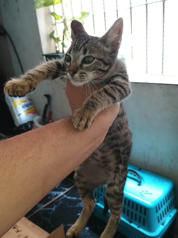 Gato ra a SRD-ViraLata idade Abaixo de 2 meses nome Rajadinha