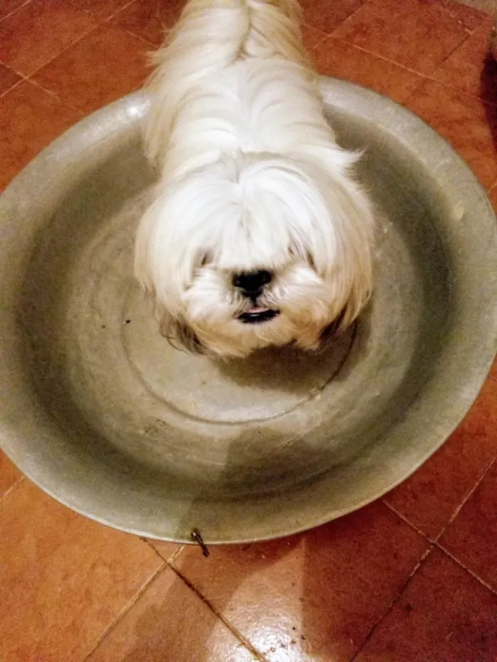 Cachorro ra a Shitzu idade 6 ou mais anos nome Léo 