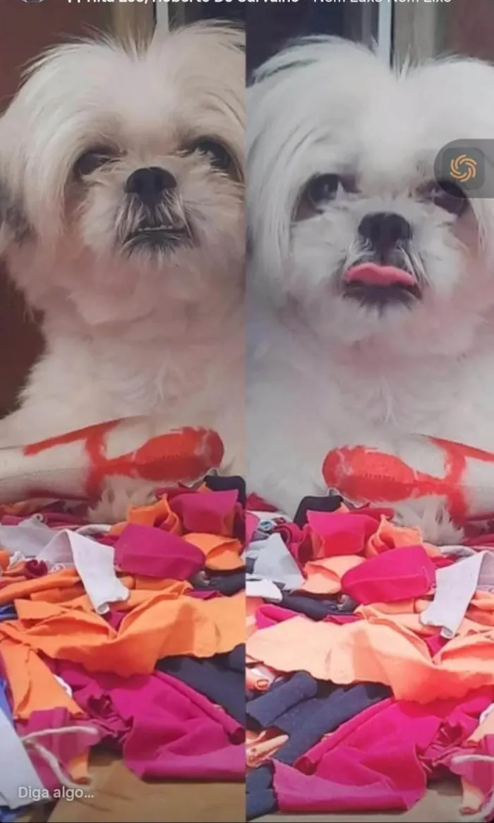 Cachorro ra a Shitzu idade 6 ou mais anos nome Léo 