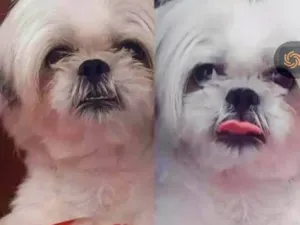 Cachorro raça Shitzu idade 6 ou mais anos nome Léo 