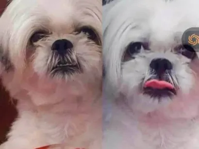 Cachorro raça Shitzu idade 6 ou mais anos nome Léo 
