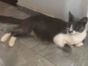 Gato raça SRD-ViraLata idade 1 ano nome Mily 