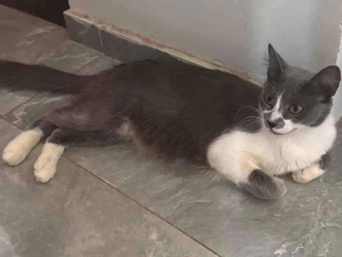 Gato ra a SRD-ViraLata idade 1 ano nome Mily 