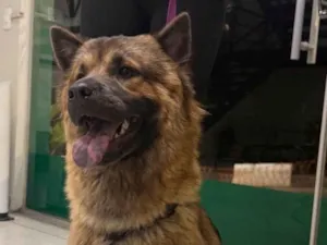 Cachorro raça SRD-ViraLata idade 1 ano nome Siena