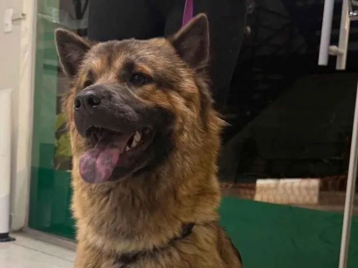 Cachorro ra a SRD-ViraLata idade 1 ano nome Siena