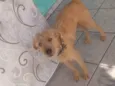 Amarela 