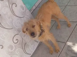 Cachorro raça SRD-ViraLata idade 2 anos nome Amarela 