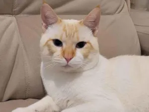Gato raça SRD-ViraLata idade 2 a 6 meses nome Frederico