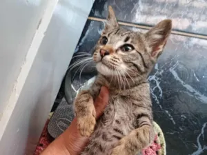 Gato raça SRD-ViraLata idade Abaixo de 2 meses nome Rajadinha