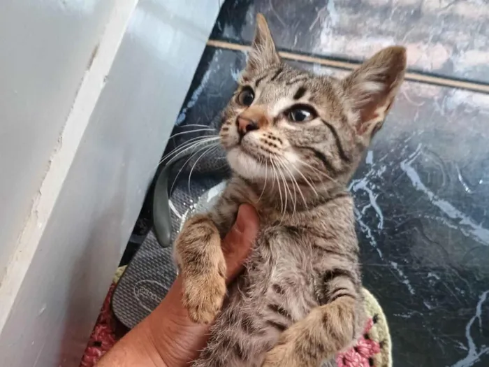 Gato ra a SRD-ViraLata idade Abaixo de 2 meses nome Rajadinha