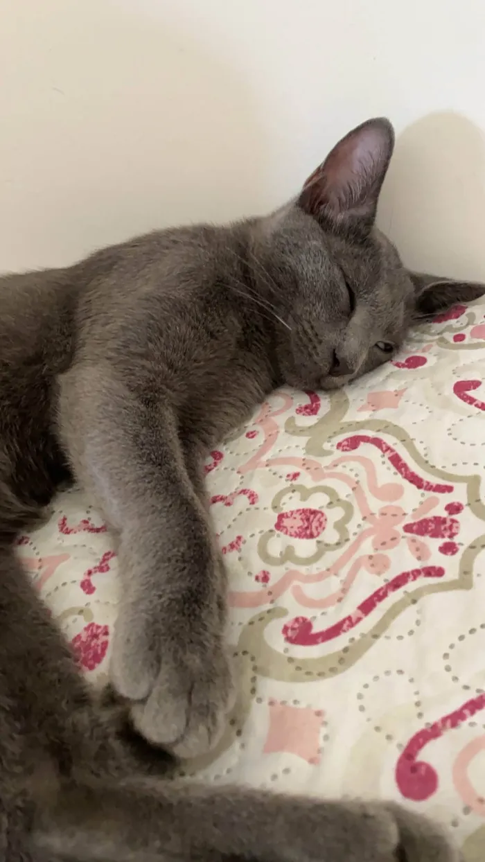 Gato ra a Siamês idade 6 ou mais anos nome Romeu 