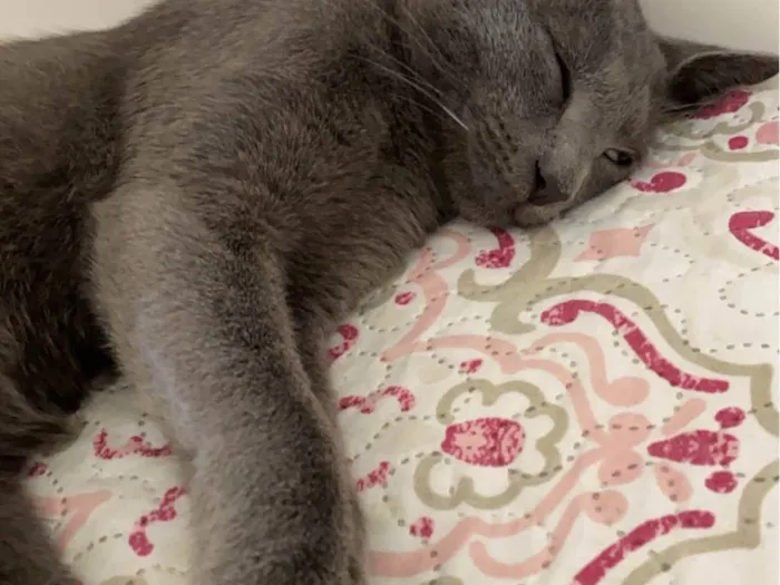 Gato ra a Siamês idade 6 ou mais anos nome Romeu 