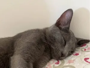 Gato raça Siamês idade 6 ou mais anos nome Romeu 