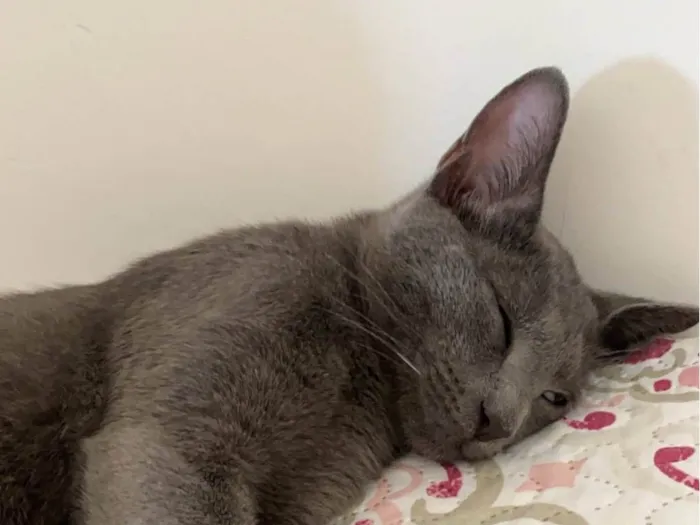 Gato ra a Siamês idade 6 ou mais anos nome Romeu 