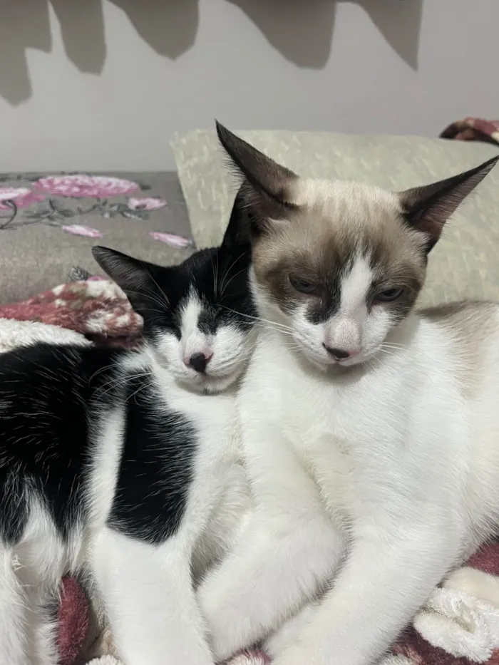 Gato ra a SRD-ViraLata idade 1 ano nome Princesa/ Luan
