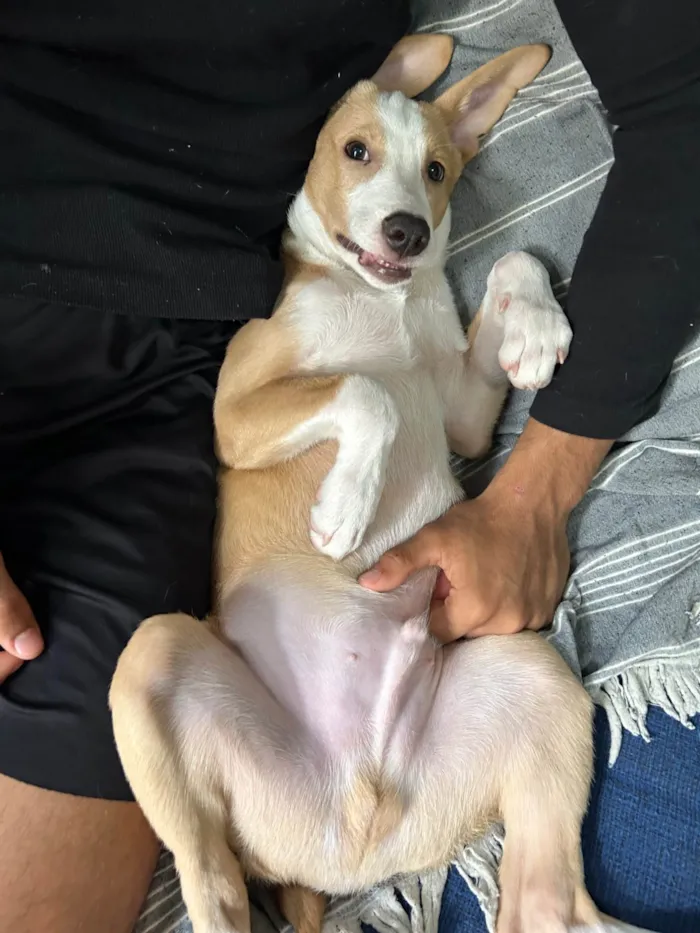 Cachorro ra a SRD-ViraLata idade 7 a 11 meses nome Luff
