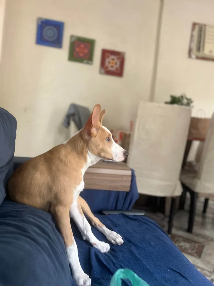 Cachorro ra a SRD-ViraLata idade 7 a 11 meses nome Luff