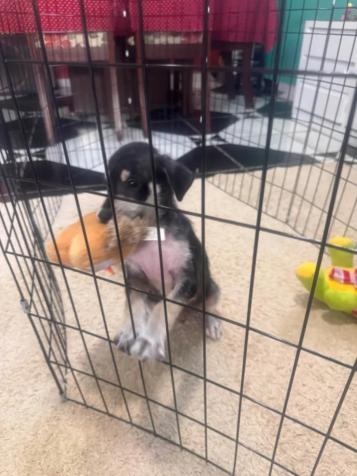 Cachorro ra a SRD-ViraLata idade 2 a 6 meses nome Beethoven