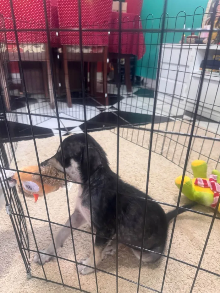 Cachorro ra a SRD-ViraLata idade 2 a 6 meses nome Beethoven