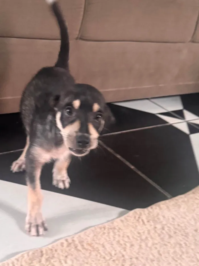 Cachorro ra a SRD-ViraLata idade 2 a 6 meses nome Beethoven