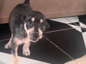 Cachorro raça SRD-ViraLata idade 2 a 6 meses nome Beethoven