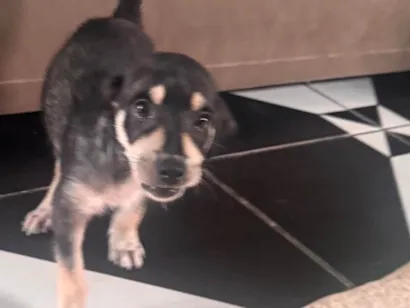 Cachorro raça SRD-ViraLata idade 2 a 6 meses nome Beethoven