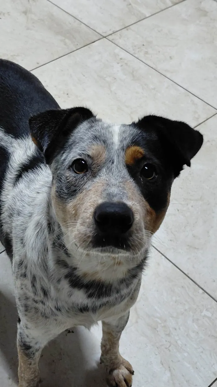 Cachorro ra a SRD-ViraLata idade 2 anos nome princesa