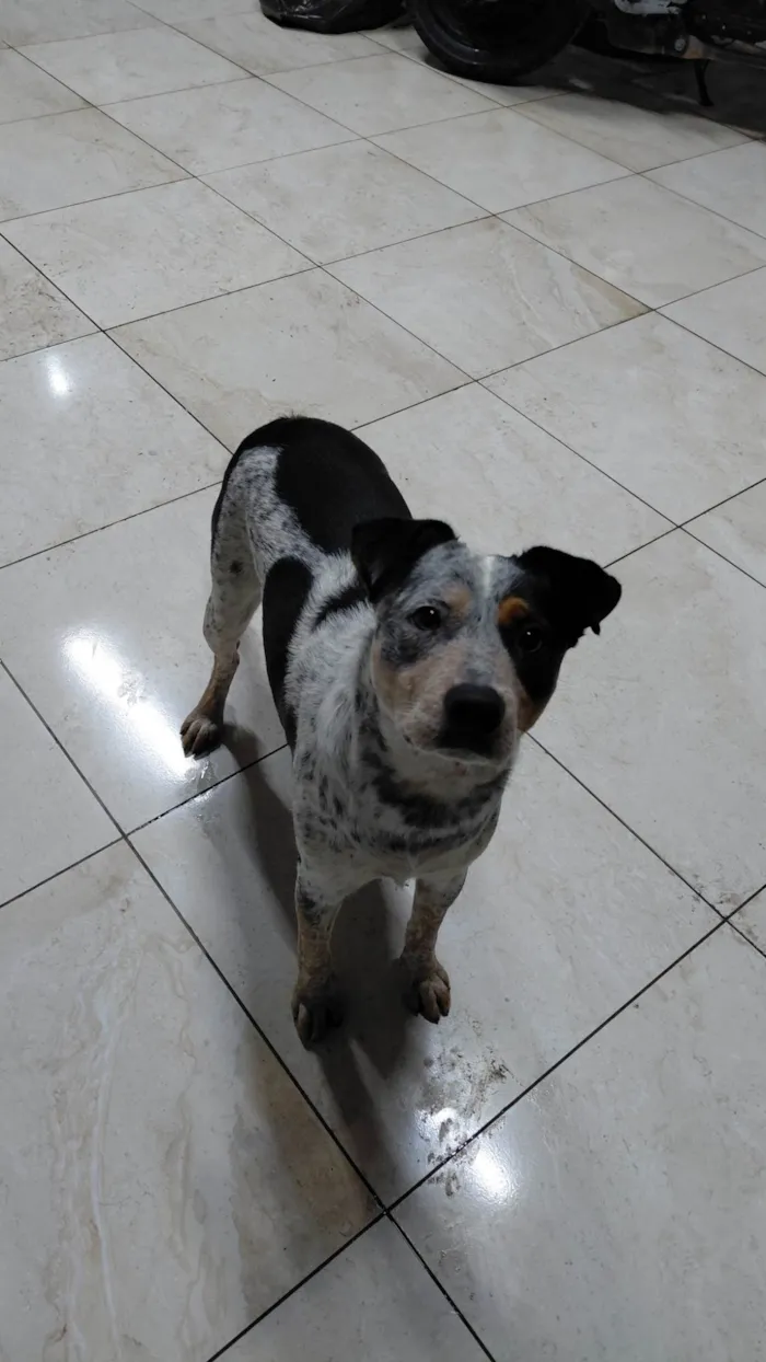Cachorro ra a SRD-ViraLata idade 2 anos nome princesa