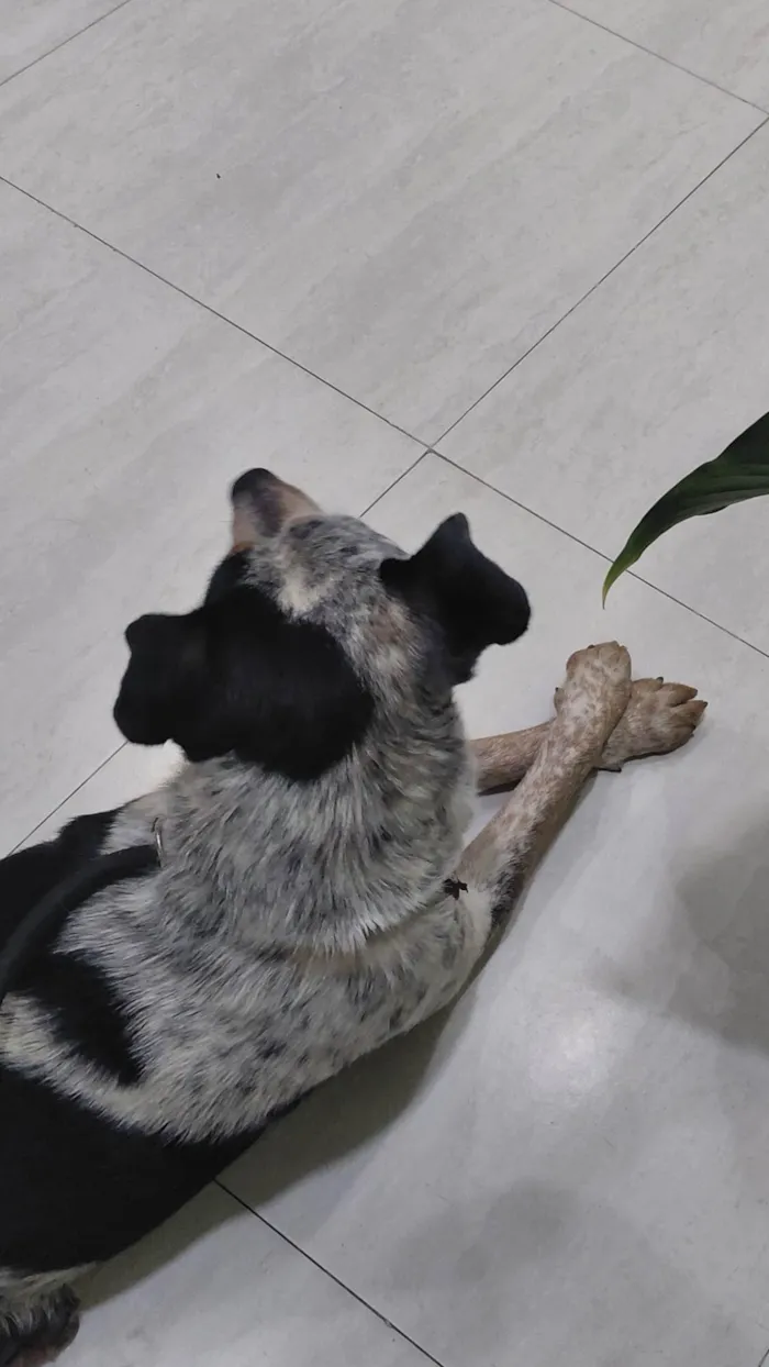 Cachorro ra a SRD-ViraLata idade 2 anos nome princesa