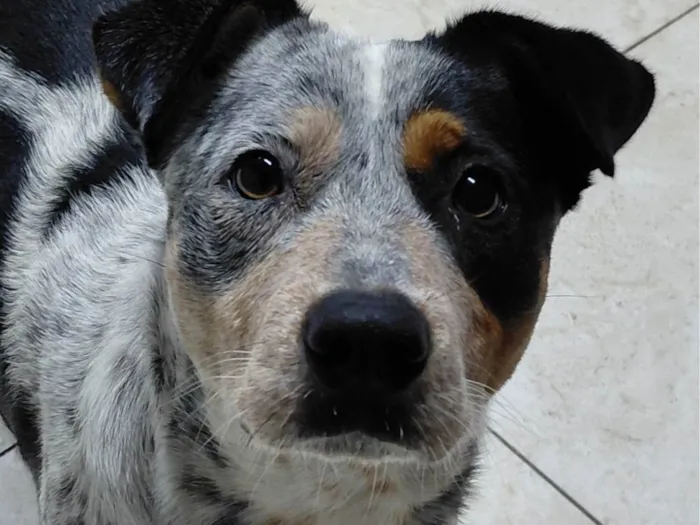 Cachorro ra a SRD-ViraLata idade 2 anos nome princesa