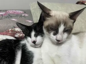 Gato raça SRD-ViraLata idade 1 ano nome Princesa/ Luan
