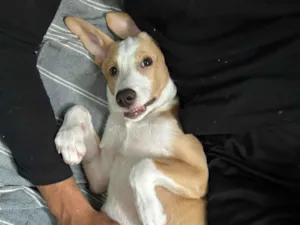 Cachorro raça SRD-ViraLata idade 7 a 11 meses nome Luff