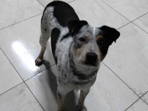 Cachorro raça SRD-ViraLata idade 2 anos nome princesa