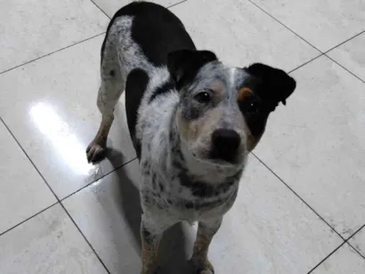 Cachorro raça SRD-ViraLata idade 2 anos nome princesa