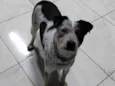 princesa
