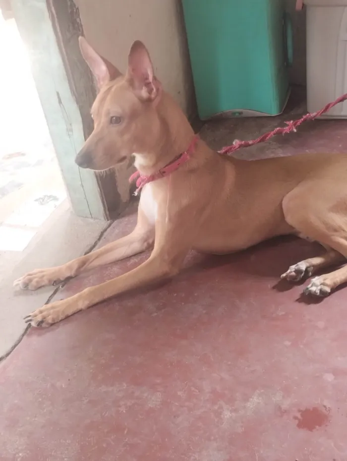 Cachorro ra a SRD-ViraLata idade 2 a 6 meses nome Zeus