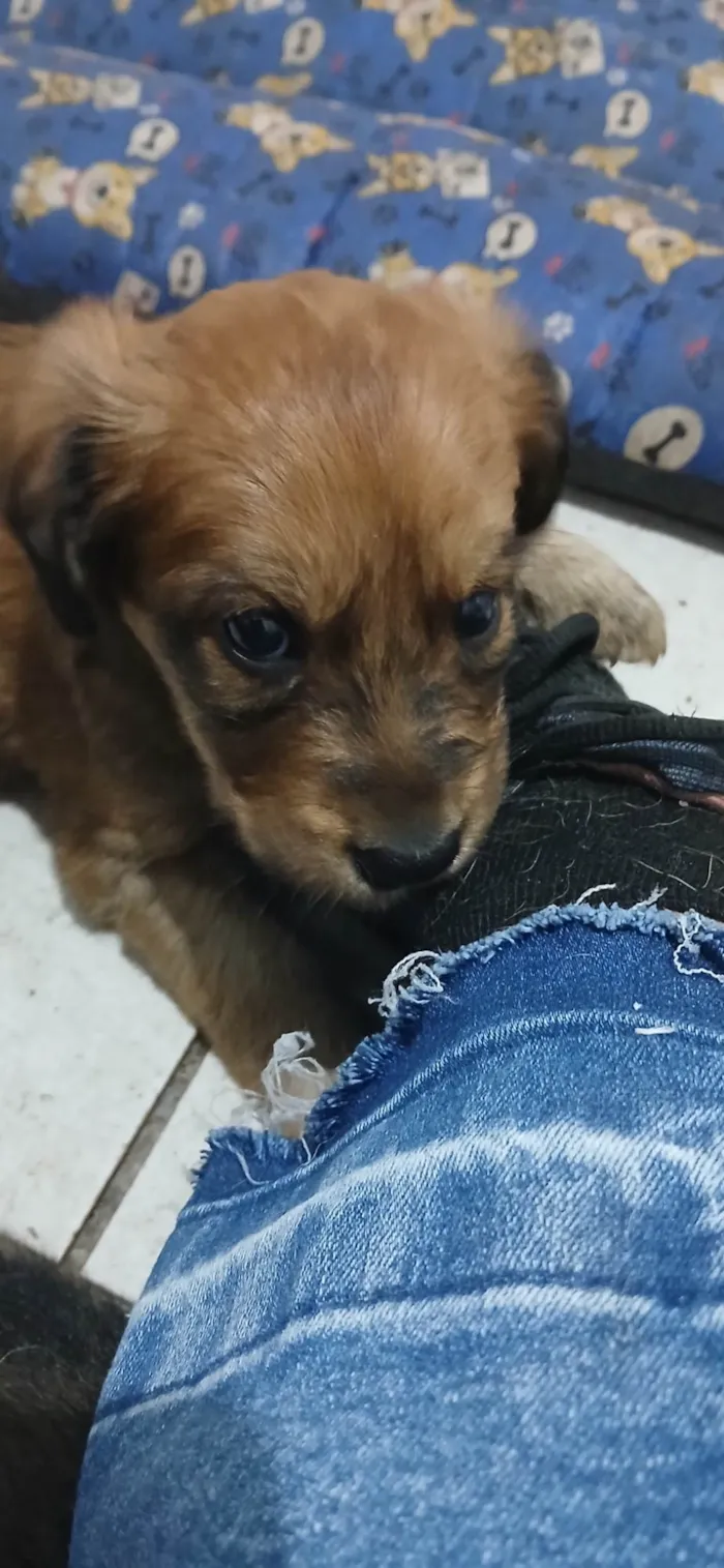 Cachorro ra a SRD-ViraLata idade Abaixo de 2 meses nome Fêmeas filhotes 