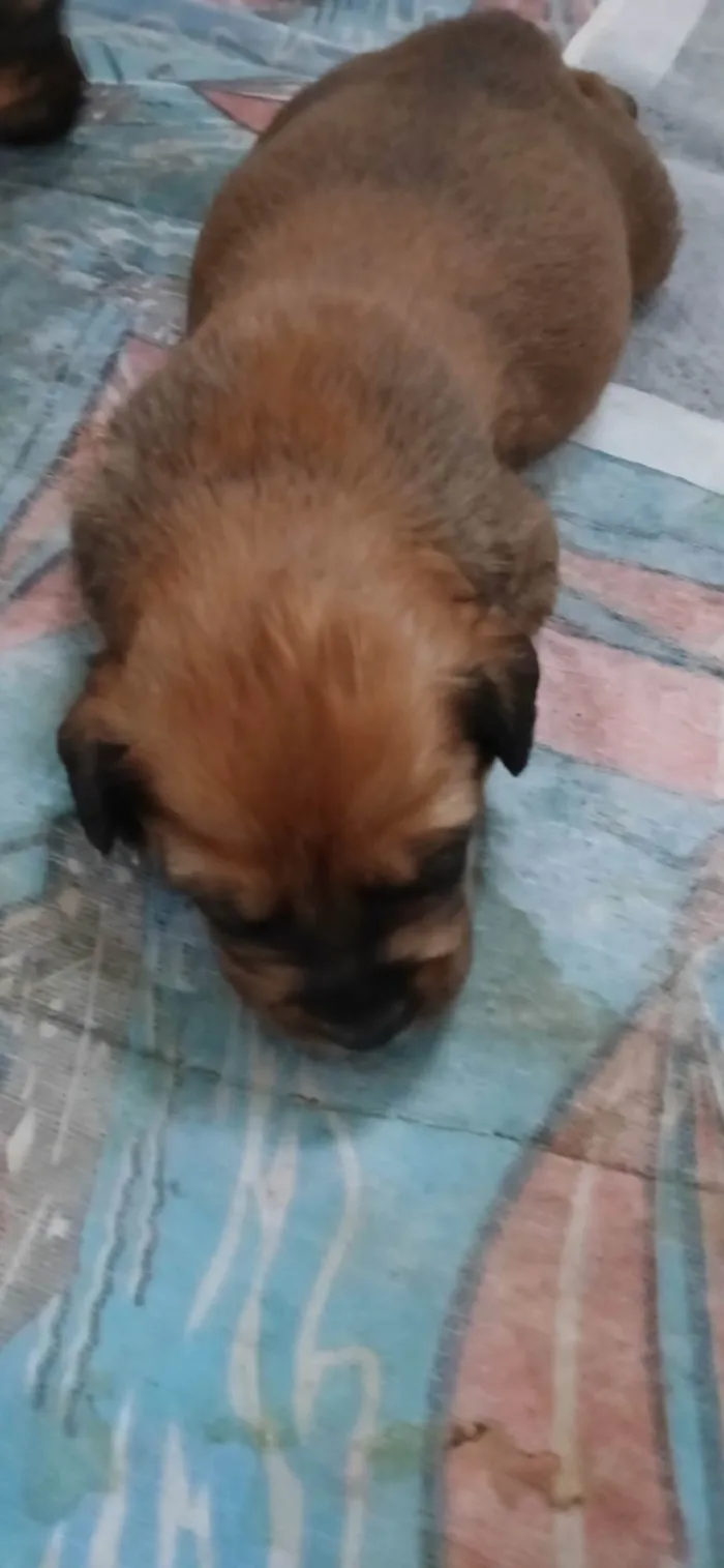 Cachorro ra a SRD-ViraLata idade Abaixo de 2 meses nome Fêmeas filhotes 