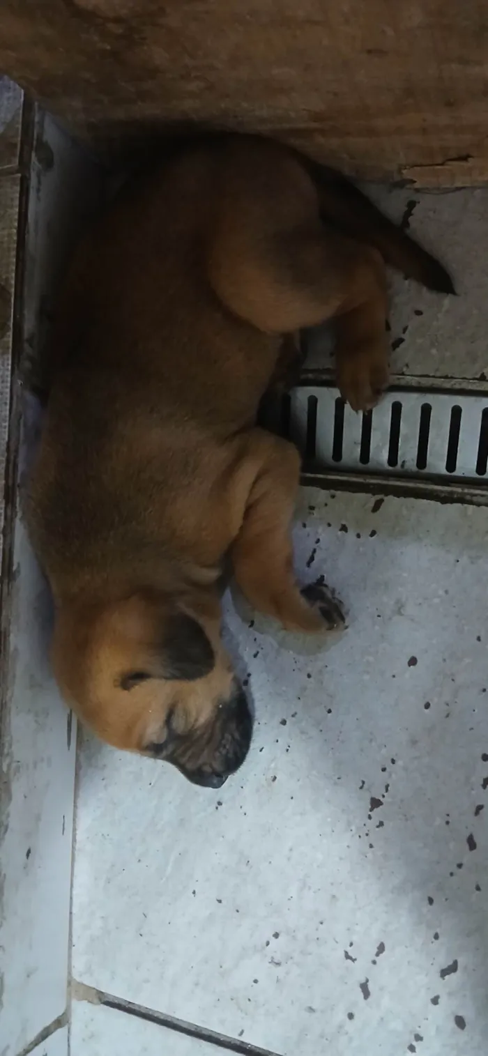 Cachorro ra a SRD-ViraLata idade Abaixo de 2 meses nome Fêmeas filhotes 