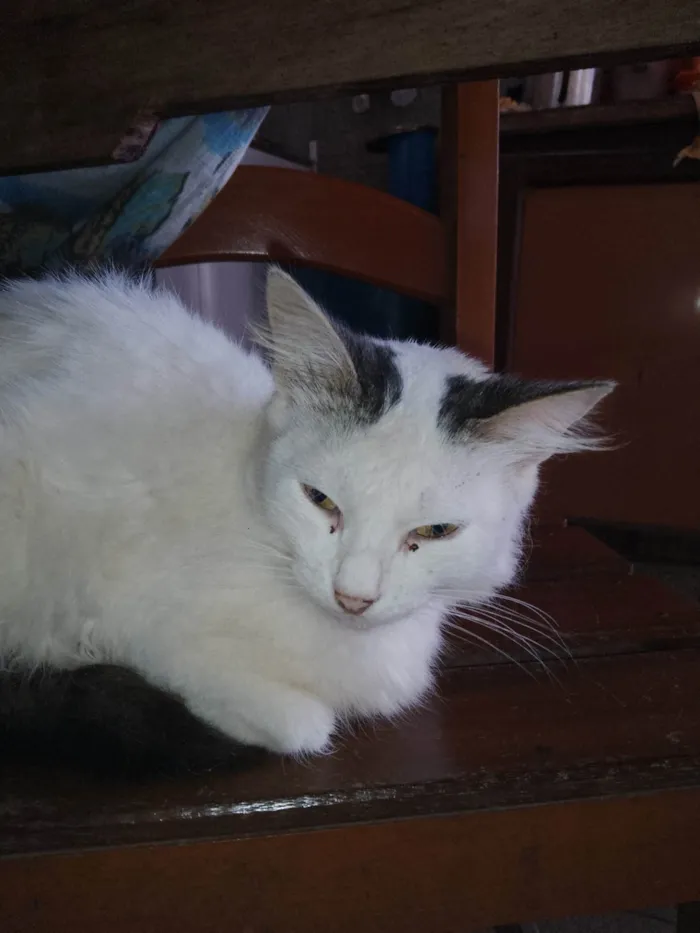 Gato ra a Siamês idade 2 anos nome Dorinha