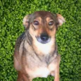 Sapeca
