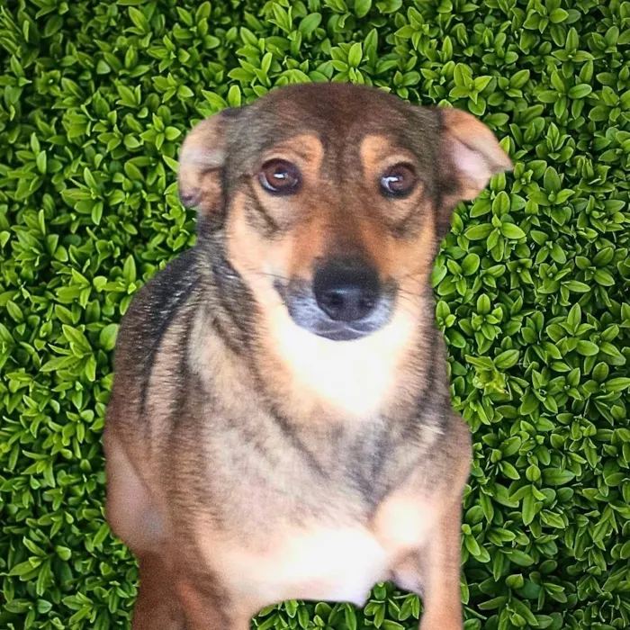 Cachorro ra a SRD-ViraLata idade 6 ou mais anos nome Sapeca