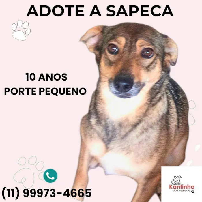 Cachorro ra a SRD-ViraLata idade 6 ou mais anos nome Sapeca