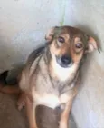 Sapeca