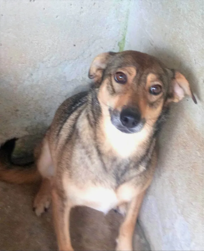 Cachorro ra a SRD-ViraLata idade 6 ou mais anos nome Sapeca