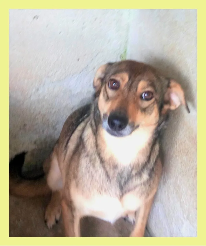 Cachorro ra a SRD-ViraLata idade 6 ou mais anos nome Sapeca