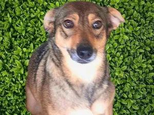 Cachorro raça SRD-ViraLata idade 6 ou mais anos nome Sapeca