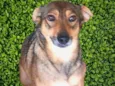 Sapeca