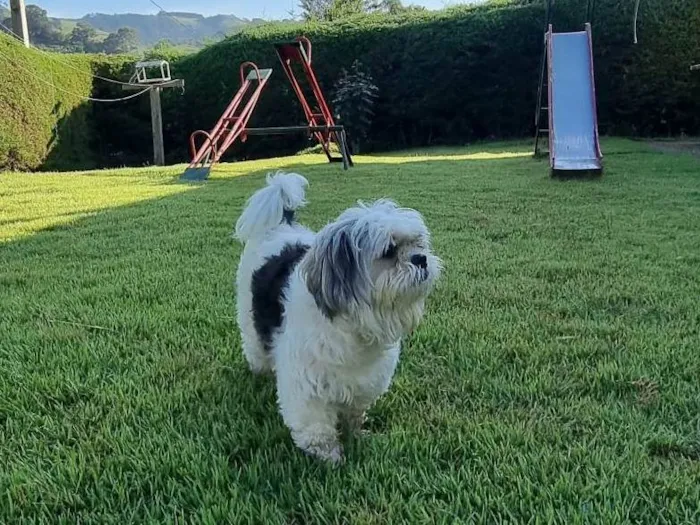 Cachorro ra a Shitzu idade 5 anos nome Tobby