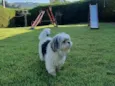 Tobby